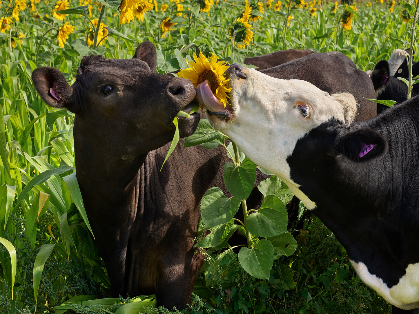 I Got it First - Canvas