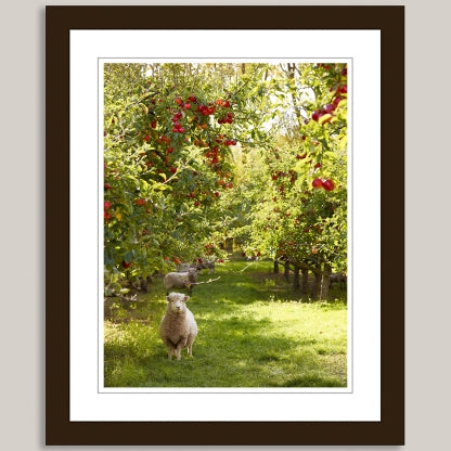 An Apple A Day - Stretched Canvas