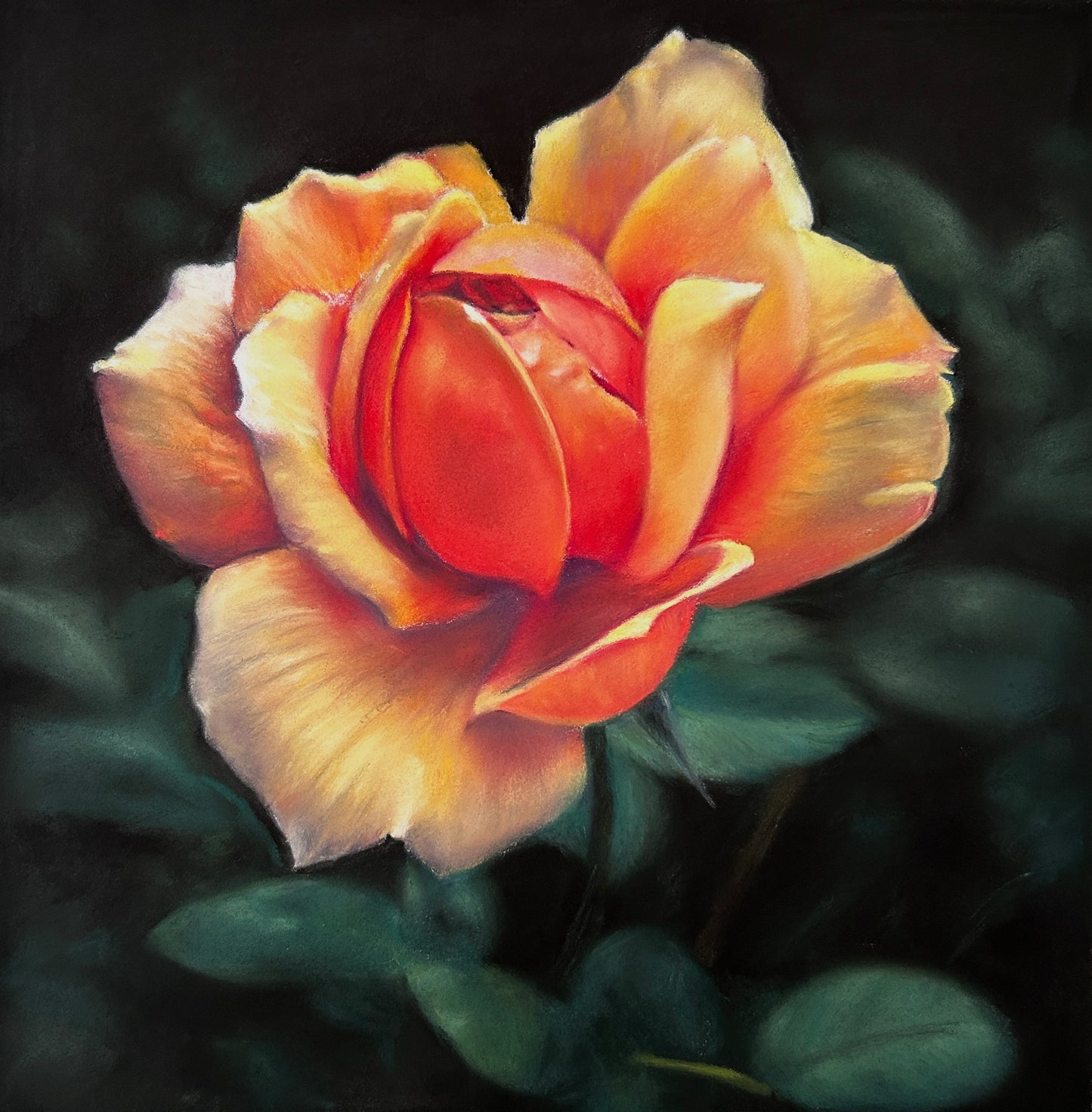 Sunset Rose