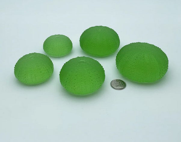 Sea Urchins - Really Big No.3 - 72mm