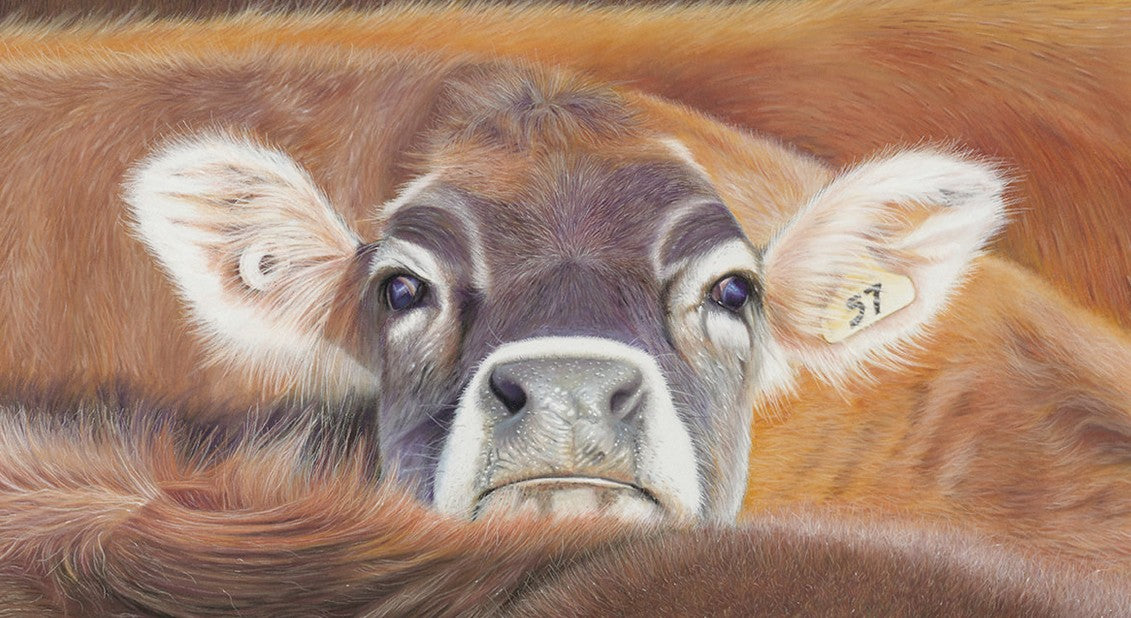 Peek A Moo