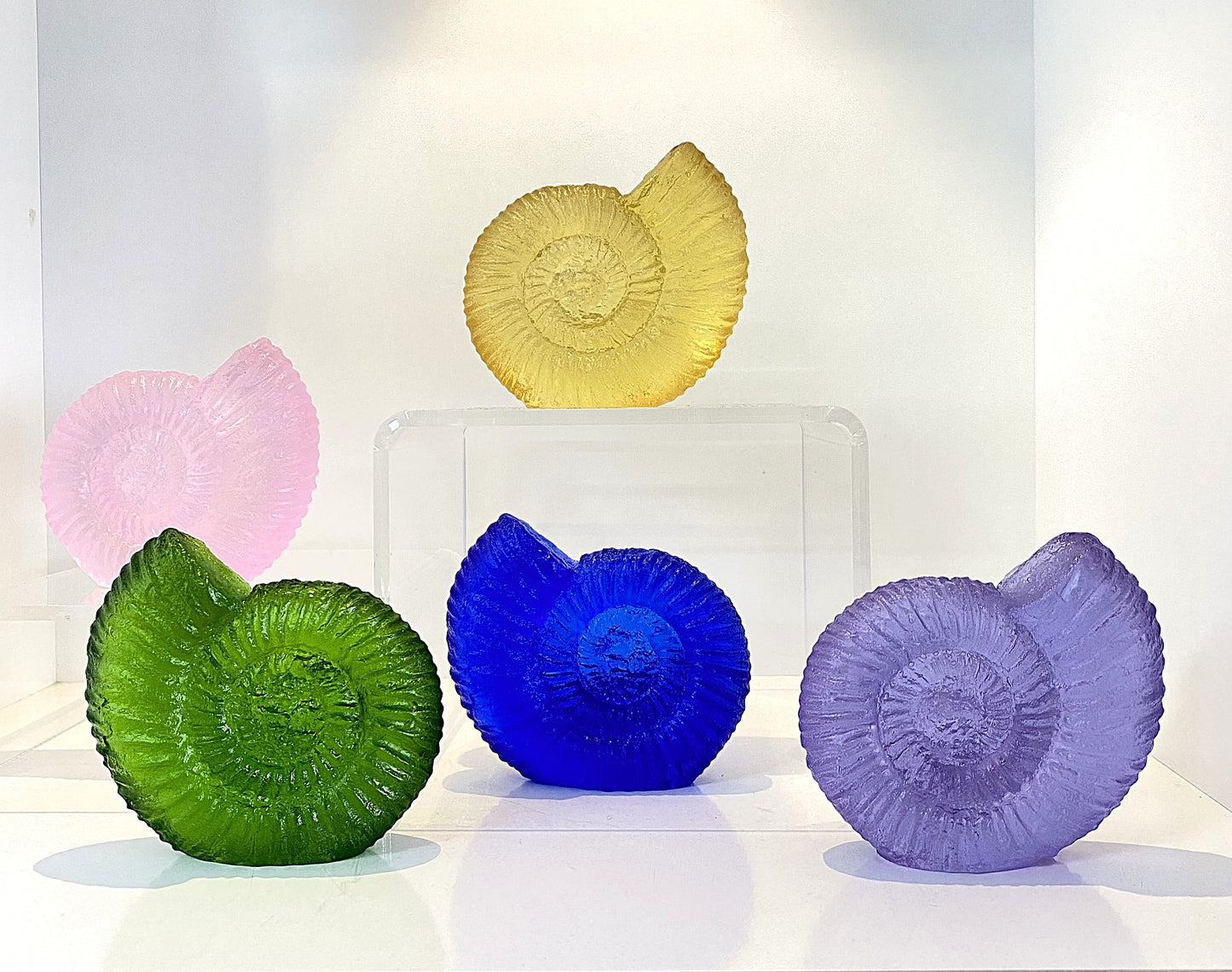 Glass Cast Ammonite