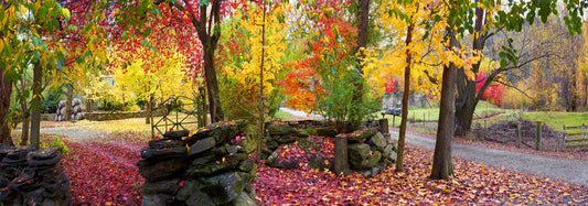 Autumn Symphony