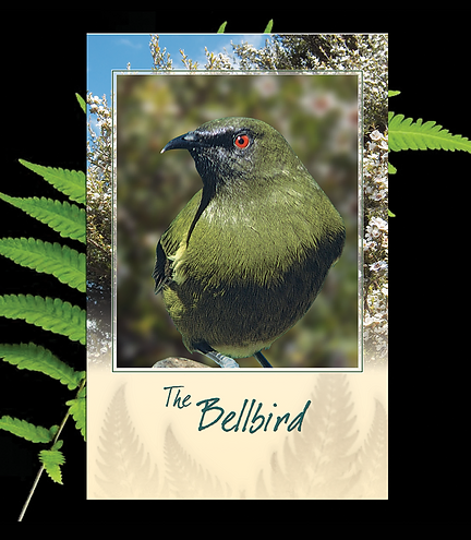 Bellbird (Korimako) Singing Card - 706