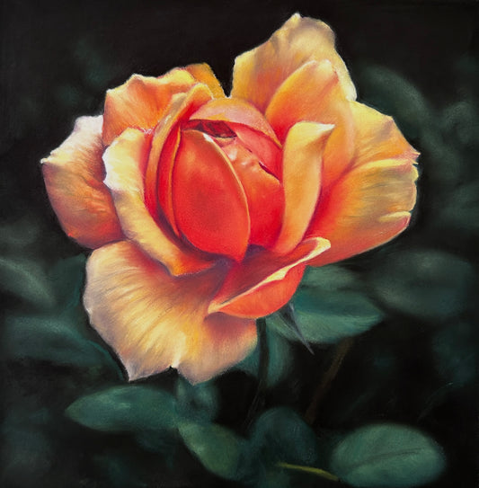 Sunset Rose