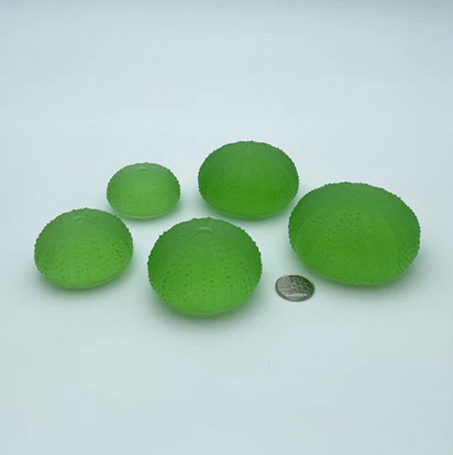 Sea Urchins - Really Big No.2  - 64mm