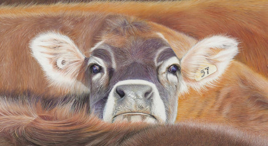 Peek A Moo