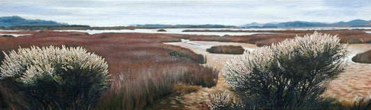Whangapoua Wetlands