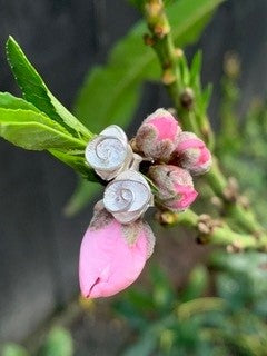 Rosette Studs